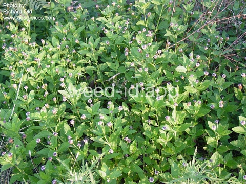 fogfruit, northern